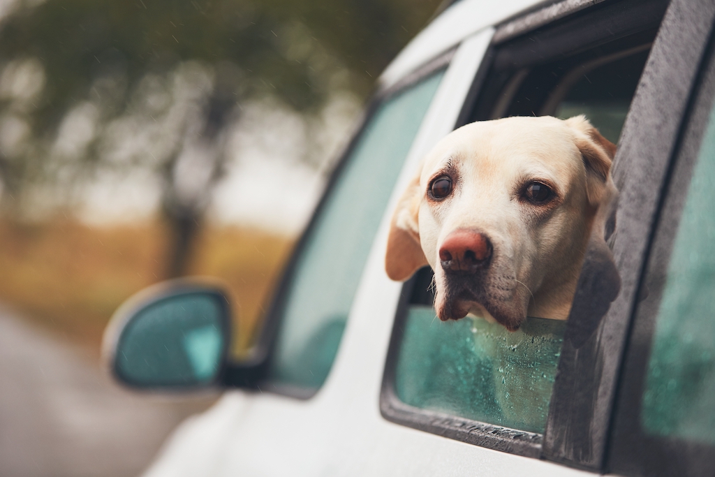 Dog looking out of a car